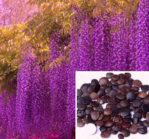 紫藤种子